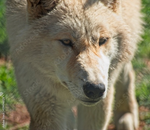 Wolf Portrait close up