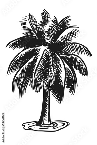 Hand drawn vector illustration of palm tree. Isolated on white background. Ink sketch