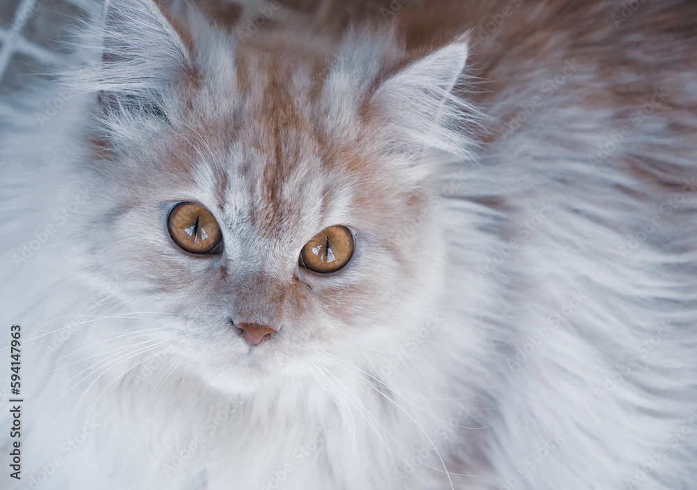 portrait of Persian kitten
