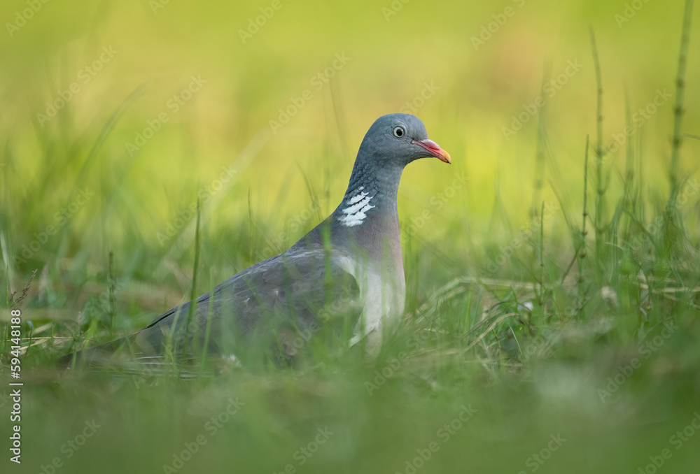 Wood Pigeon ( Columba palumbus ) close up Wood Pigeon ( Columba palumbus ) close up