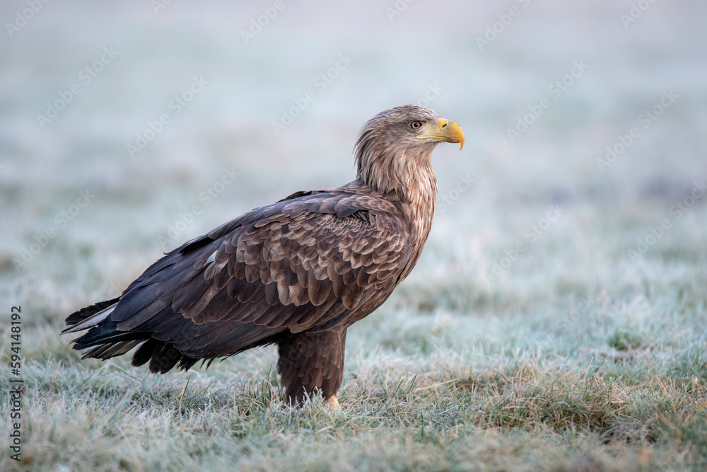 Sea eagle or white tailed eagle ( Haliaeetus albicilla) Sea eagle or white tailed eagle ( Haliaeetus albicilla)
