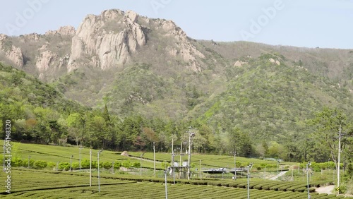한국의 광활한 초록빛의 녹차밭과 돌산을 촬영 
