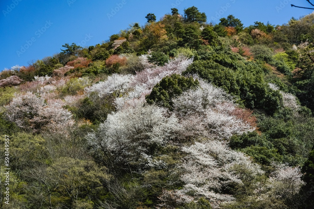 ななせダムの山桜