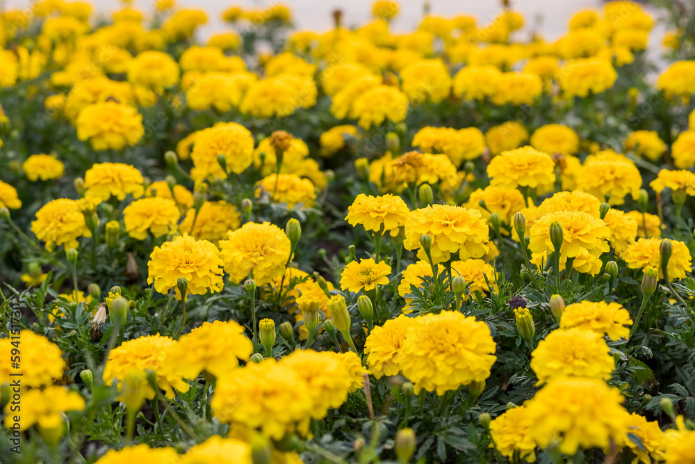 Fresh yellow marigold flower with green leaves on blurred background growing in flowerbed farm garden.yellow flower with leaf background Fresh yellow marigold flower with green leaves on blurred background growing in flowerbed farm garden.yellow flower with leaf background