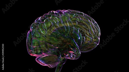 Human brain anatomy for medical concept 3D rendering photo