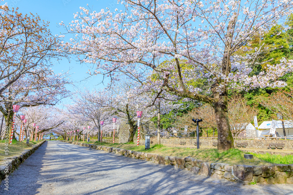 大村公園横の道路と桜並木 長崎県大村市 Road and row of cherry trees next to Omura Park. Nagasaki Pref, Oomura city. 大村公園横の道路と桜並木 長崎県大村市 Road and row of cherry trees next to Omura Park. Nagasaki Pref, Oomura city.
