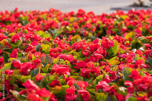 Begonia semperflorens flowers. red Begonia in a flowerbed.selective focus.Ready for the farmer's harvest season. Floral background,city park