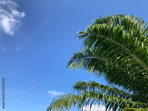 Big green coconut palm leaf stalk on the right side of the frame with a bright blue sky and white clouds, used as the background