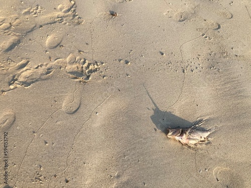 white dead sea fish is on the beach and a lot of footprints with the copy space on the left side of the frame