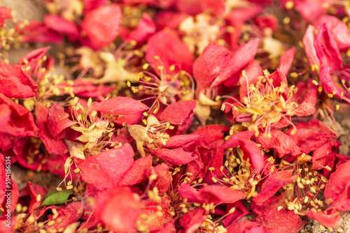 Japanese quince flowers on the ground. a natural red image. close up of red flowers.