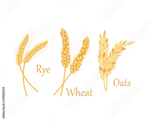 Wheat, oats and barley. Ears of cereal crops. Cereals set. Vector illustration