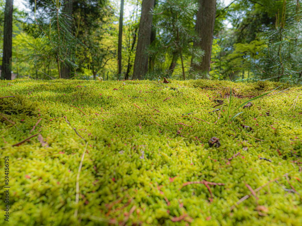 光が差し込む森 光が差し込む森