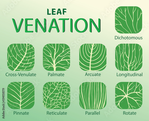 illustration of leaf venation types
