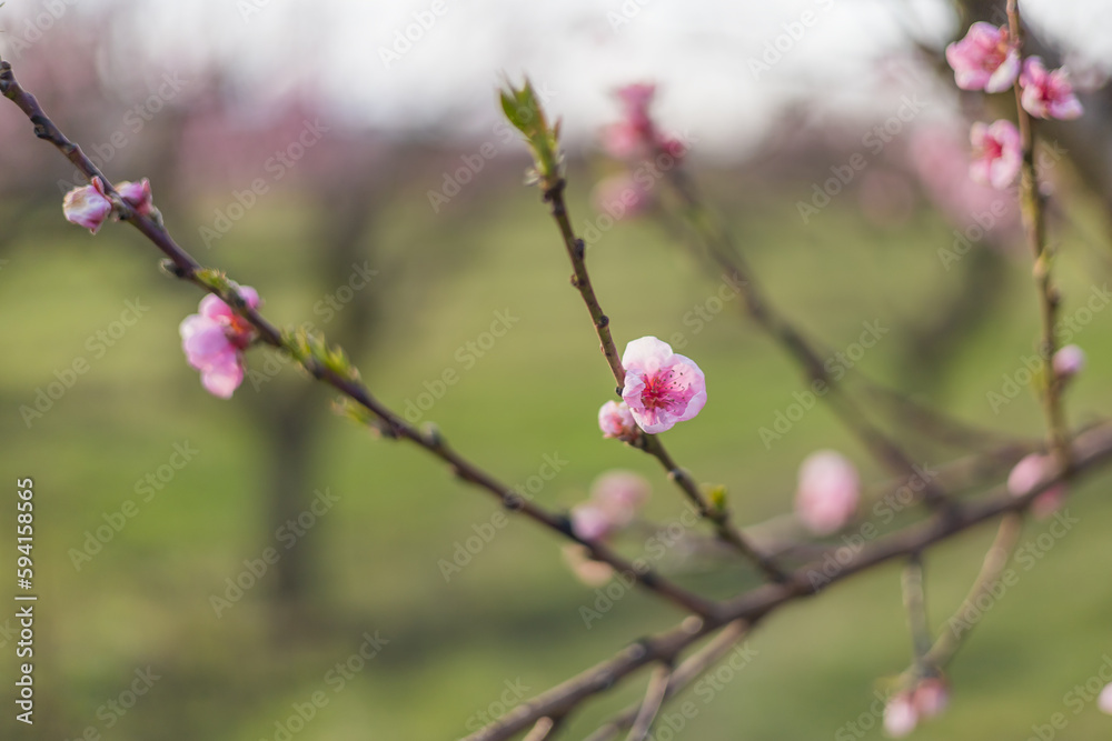 Beautiful peach orchard. There are pink flowers on the trees. There is green grass between the trees. The sky is blue. Beautiful peach orchard. There are pink flowers on the trees. There is green grass between the trees. The sky is blue.