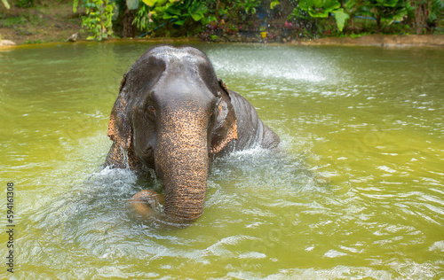 Bathing elephants in the jungle. Baby elephant splashes in the lake close-up.