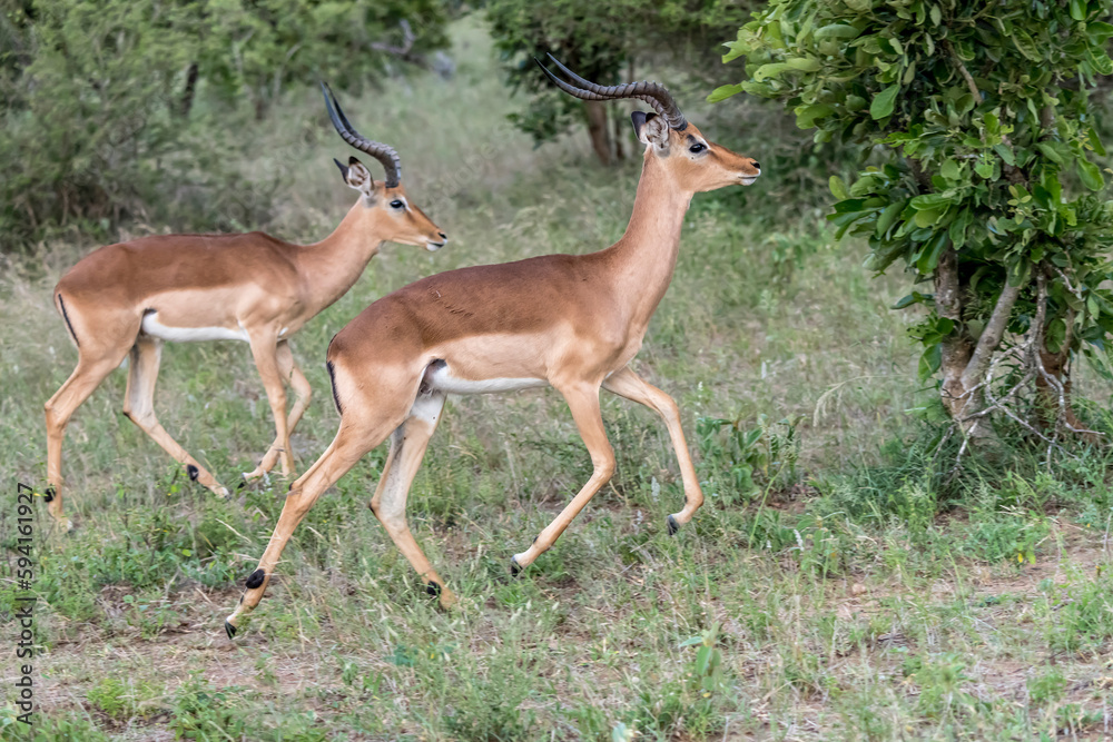 young male Impala jumping on grass, Kruger park, South Africa