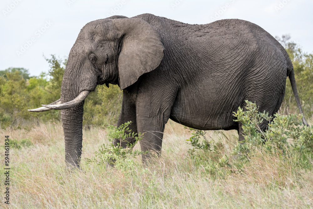 elephant in tall grass at Kruger park, South Africa