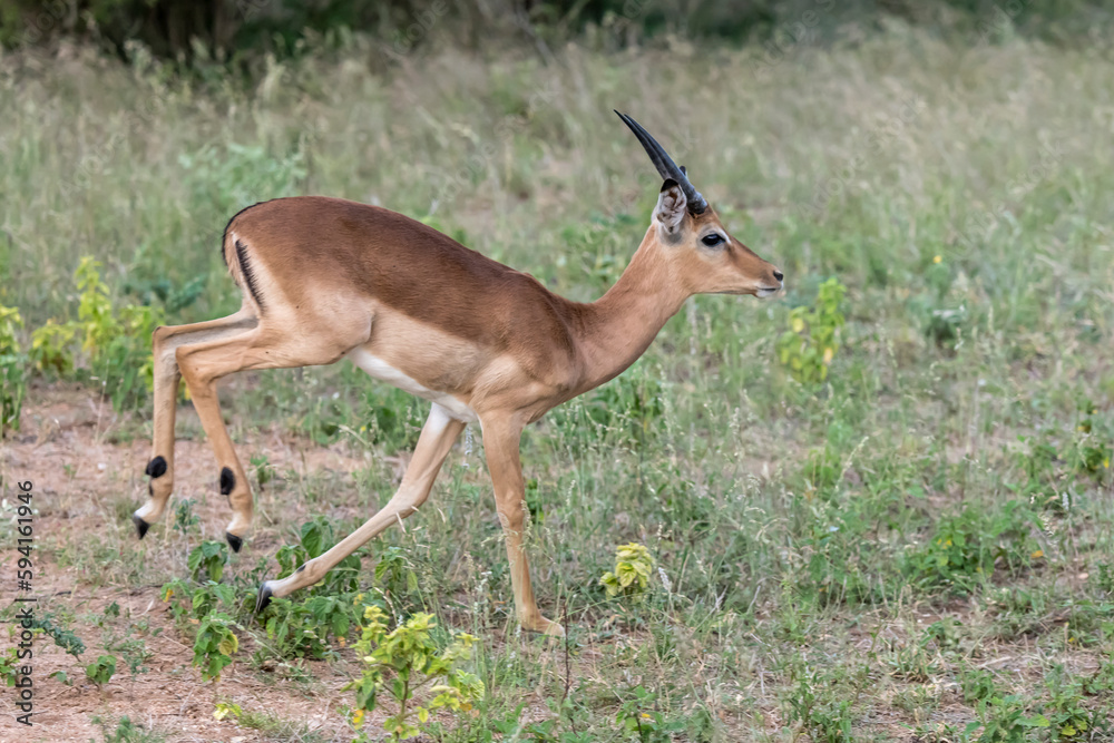 young male Impala running on grass, Kruger park, South Africa young male Impala running on grass, Kruger park, South Africa