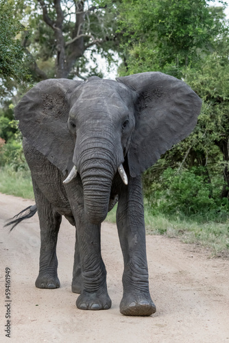 elephant walking on dirt road in shrubland thick vegetation at Kruger park, South Africa