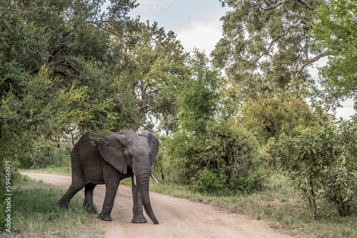 elephant entering dirt road in shrubland thick vegetation at Kruger park, South Africa © hal_pand_108