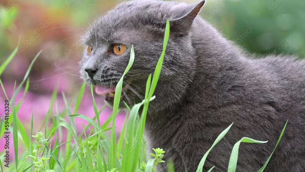 Black british fold cat eating green grass in the garden