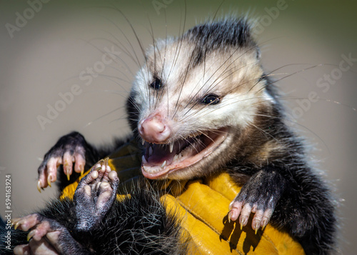 Virginia Opossum looks very unhappy just before its release back into the wild at the Shadow Creek Ranch Nature Trail in Pearland, Texas.