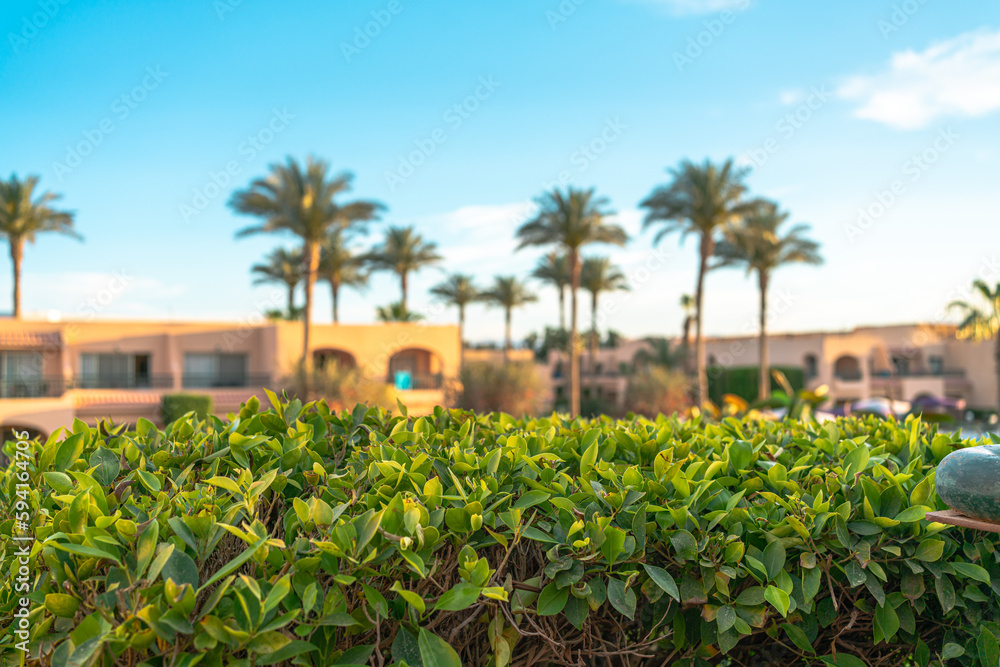 Fototapeta premium Apartments with palm trees