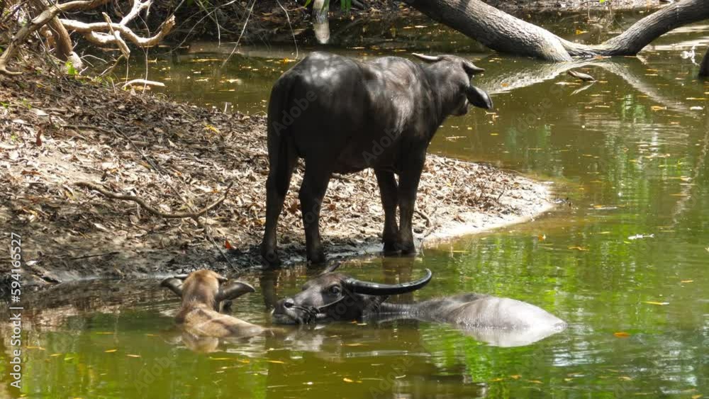 Buffalo hides a hot day in the water. Phuket, Thailand, horns, bull saved from heat. Cows in the water, hot heat