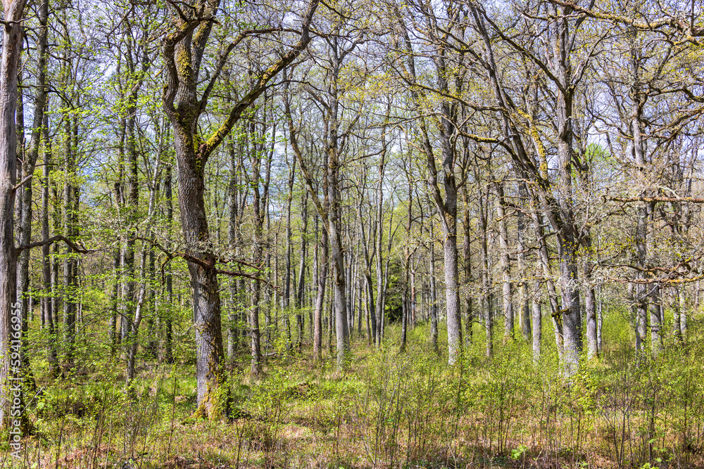 Fototapeta premium Oak woodland with budding trees