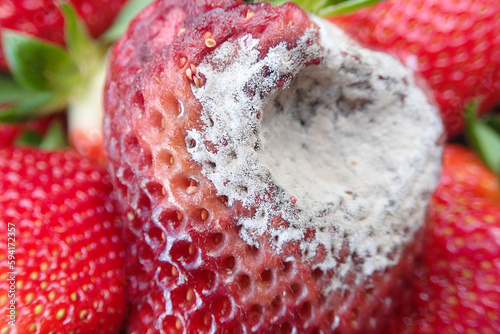 Strawberry fruit with white spot fungus. Gardening, horticulture and organic agriculture concept, Rotten strawberries, mould strawberry, rotten fruit background, moldy strawberries in garden, close-up