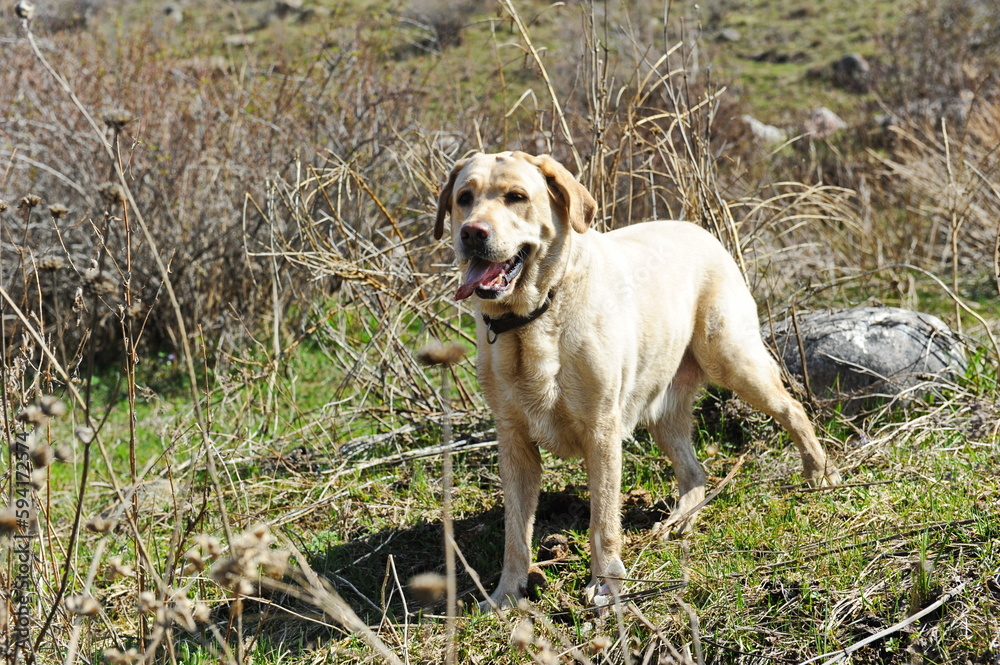 A Labrador dog walks in a hilly area A Labrador dog walks in a hilly area