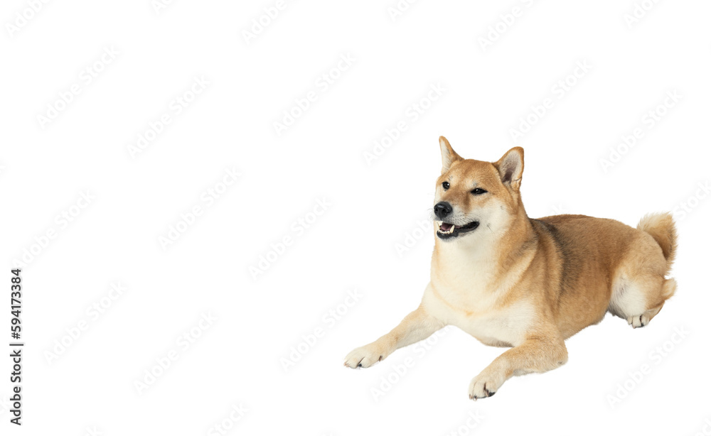 One funny dog isolated on white background, PNG