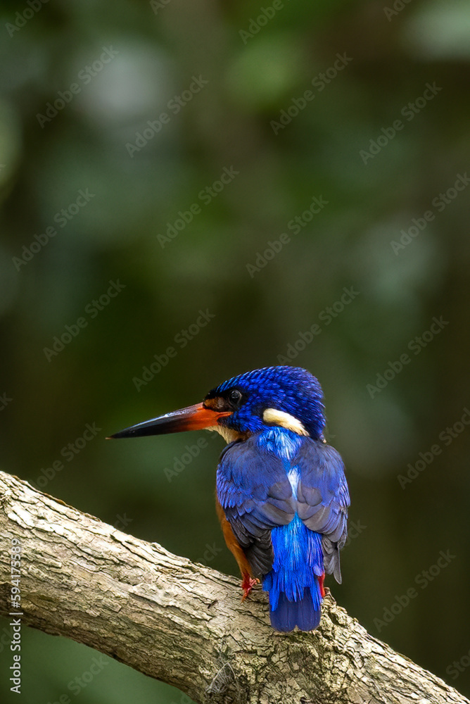 The beauty of kingfishers in nature in Thailand.