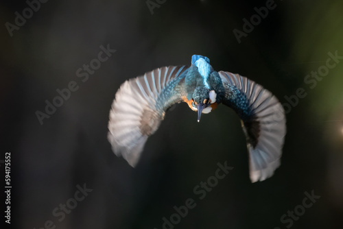 The beauty of kingfishers in nature in Thailand.