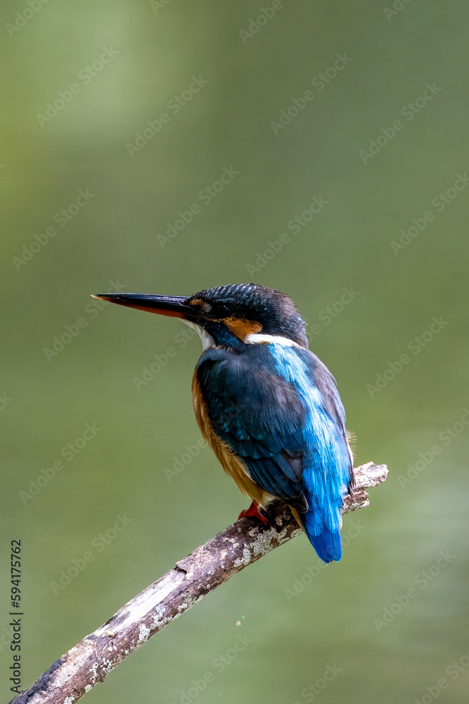 Fototapeta premium The beauty of kingfishers in nature in Thailand.