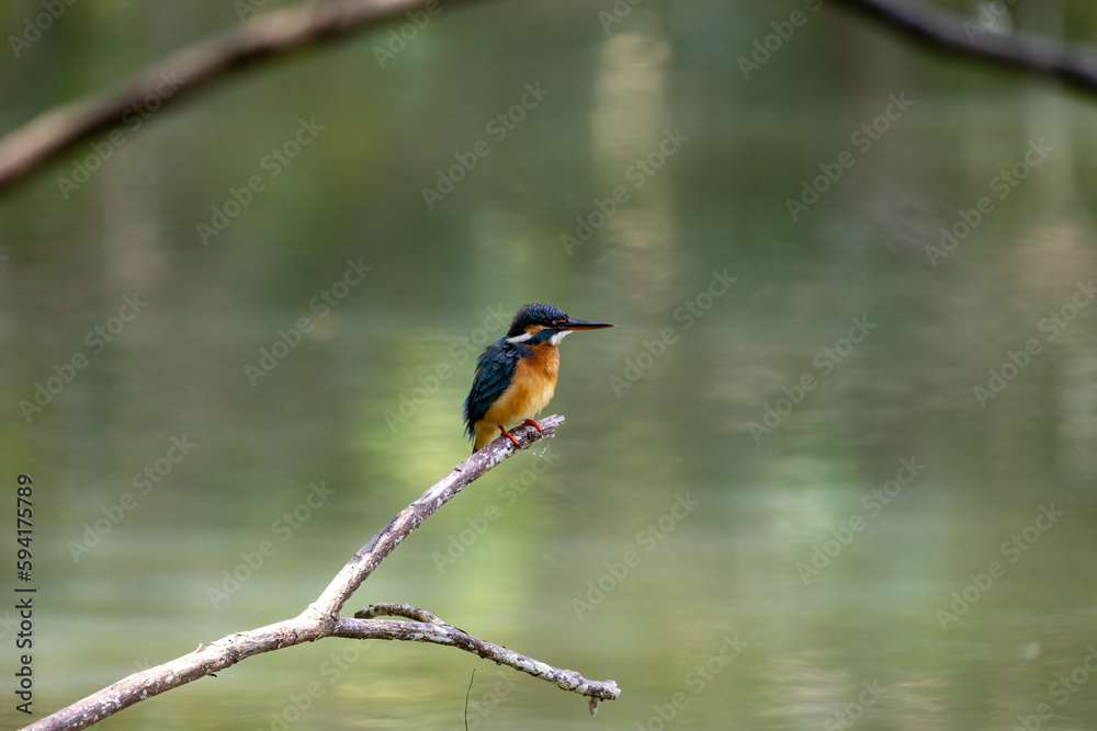 The beauty of kingfishers in nature in Thailand. The beauty of kingfishers in nature in Thailand.