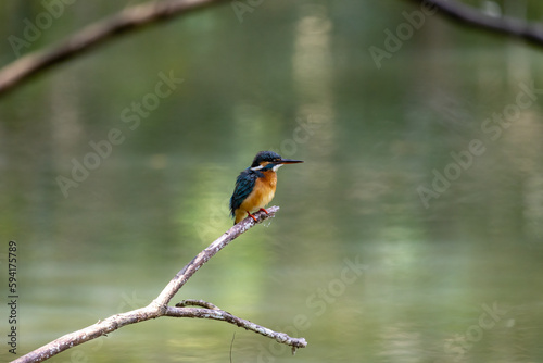 The beauty of kingfishers in nature in Thailand. © sinhyu
