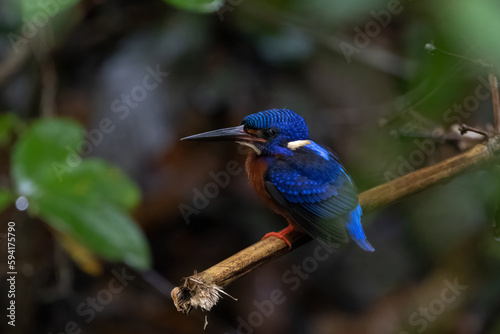 The beauty of kingfishers in nature in Thailand.