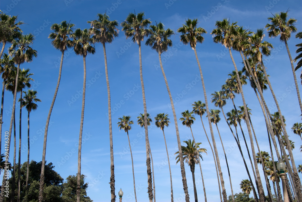 Obraz premium semicircle of very tall and thin palm trees on a bright day