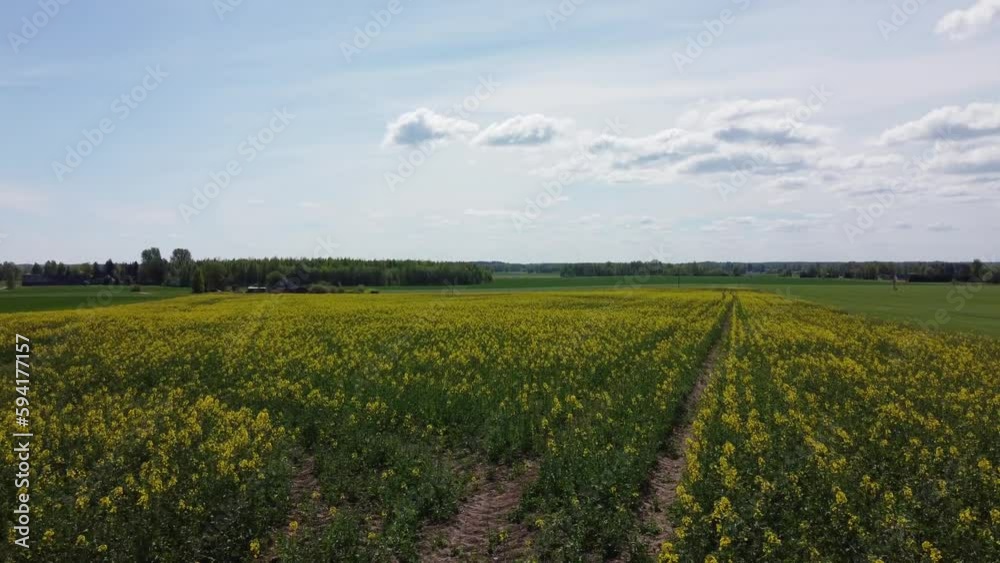beautiful field full of yellow rape flowers beautiful field full of yellow rape flowers