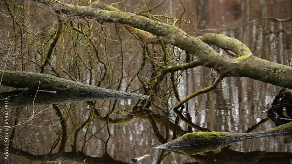 Fallen tree trunk in the water, reflection in calm water with small waves Fallen tree trunk in the water, reflection in calm water with small waves