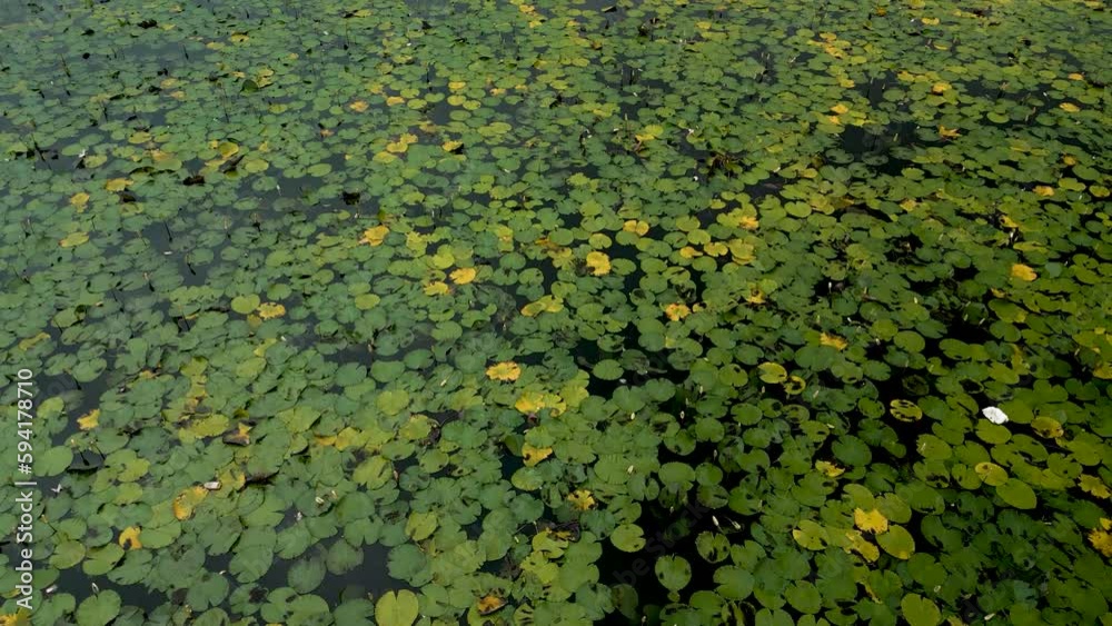 Lotus lake in Bali. Beautiful texture. aerial view Lotus lake in Bali. Beautiful texture. aerial view