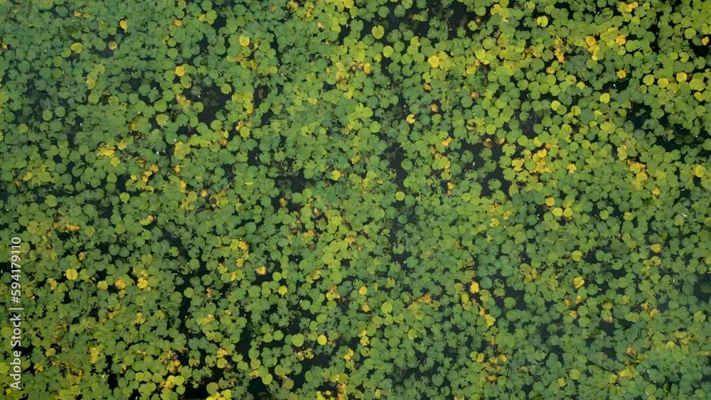 Lotus lake in Bali. Beautiful texture. aerial view Lotus lake in Bali. Beautiful texture. aerial view