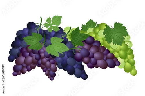 Set of green, purple and blue table grapes with leaves. Vector illustration realistic style