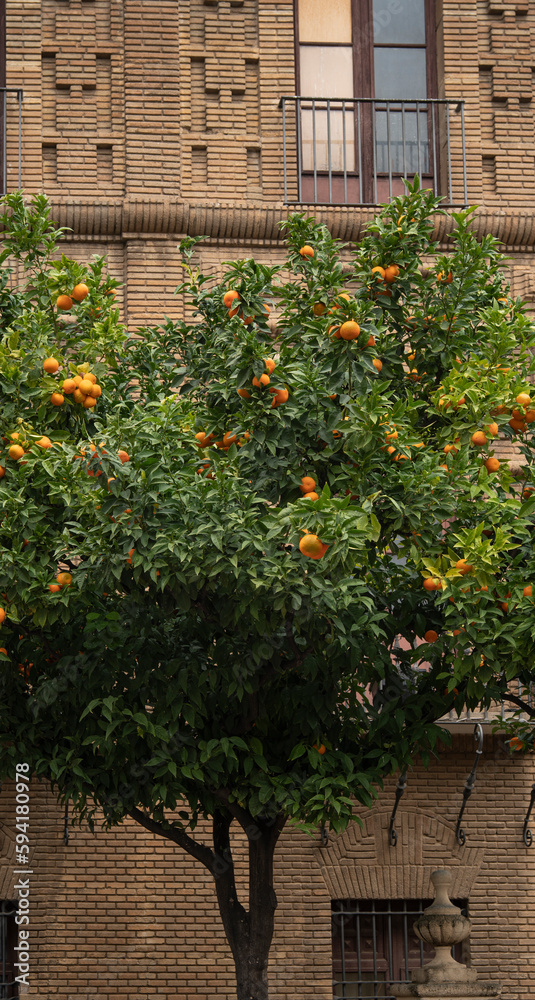 Orange tree with ripe fruits against the background of the facade of an old brickwork building.