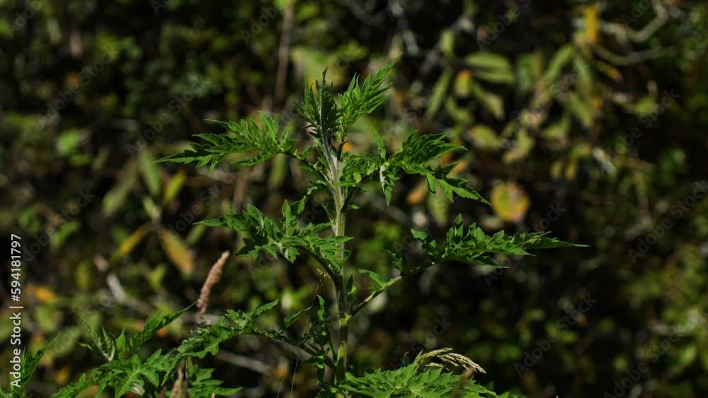 Static view of sharp pointed spiky dark green leave trees with thin branch Static view of sharp pointed spiky dark green leave trees with thin branch