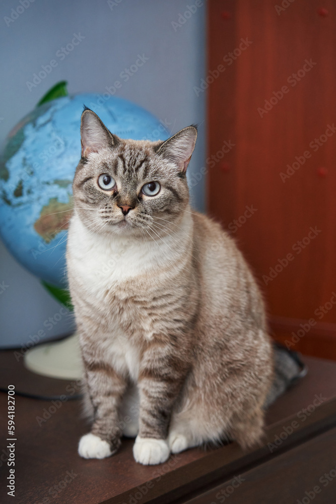beautiful gray inquisitive cat sits near the globe