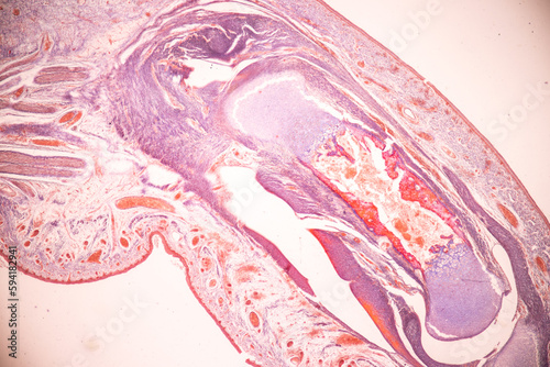Photography Anatomy and Histological Bone, Elastic cartilage human and Joint of human foetus under the microscope for education