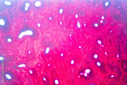 Wall Mural Anatomy and Histological Bone, Elastic cartilage human and Joint of human foetus under the microscope for education