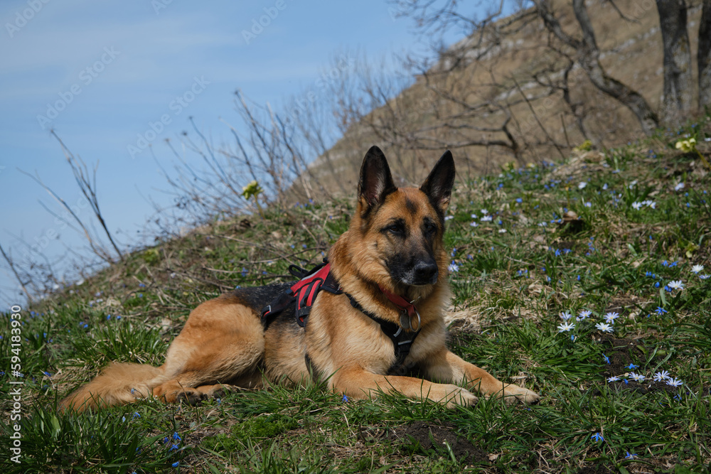 German Shepherd lies on green meadow among primroses on warm spring day. Active and healthy lifestyle. Pet resting during rest stop. Traveling concept and hiking in mountains with dog.